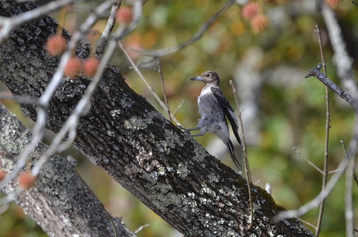 Red-headed Woodpecker - ML501367071