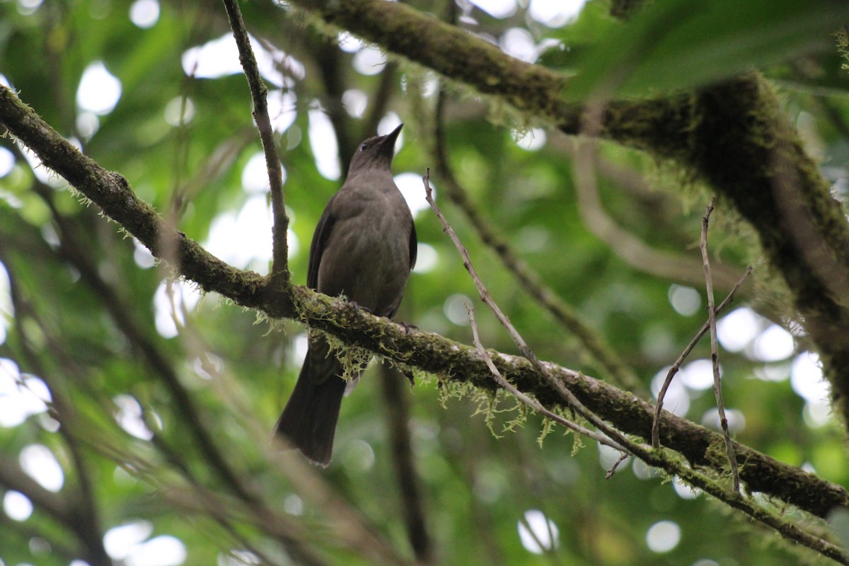 Mountain Thrush - Jessenia Mora