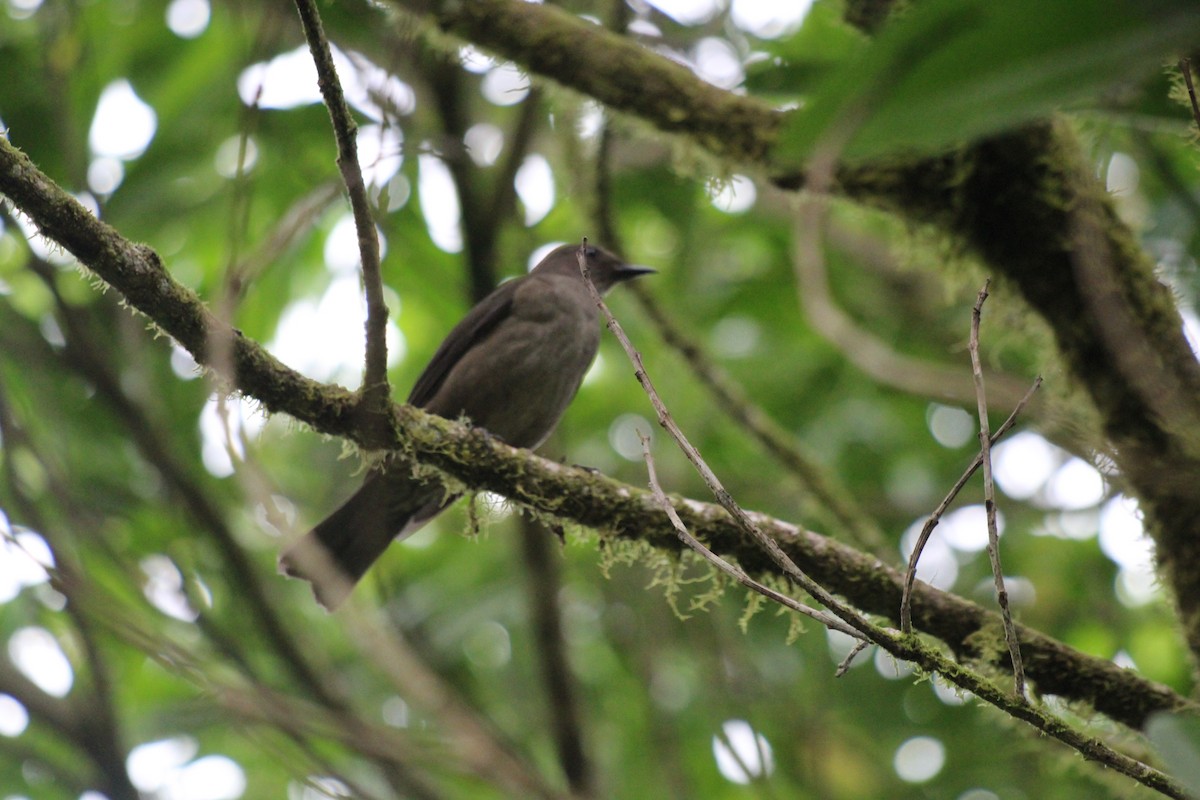 Mountain Thrush - Jessenia Mora