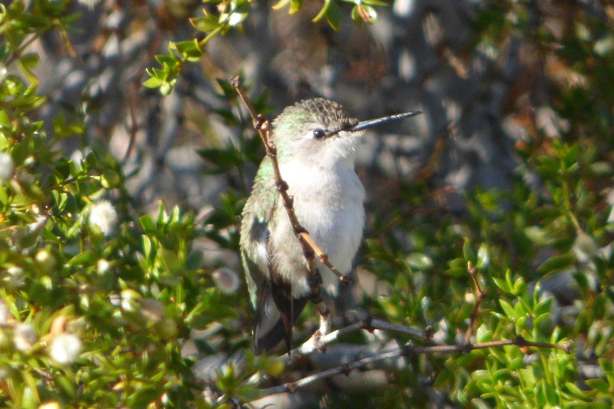 Colibrí de Costa - ML50137101