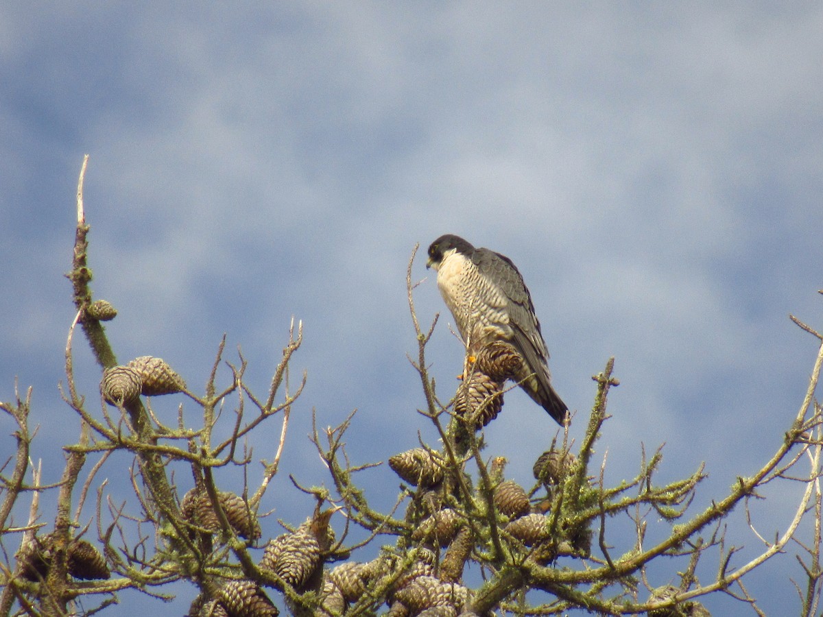Peregrine Falcon - karen pinckard