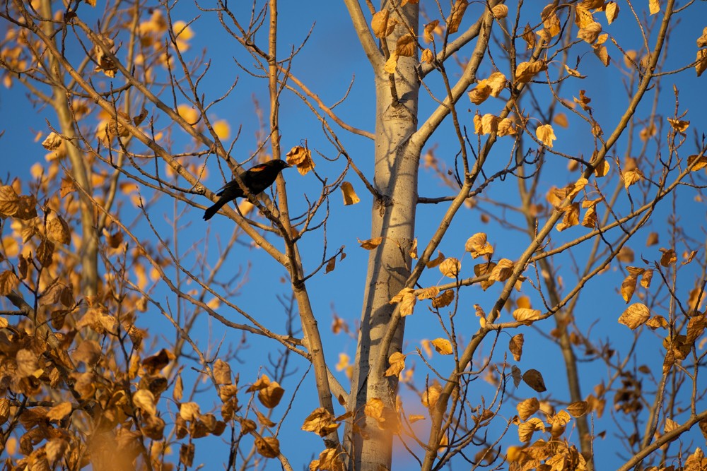 Red-winged Blackbird - ML501372241