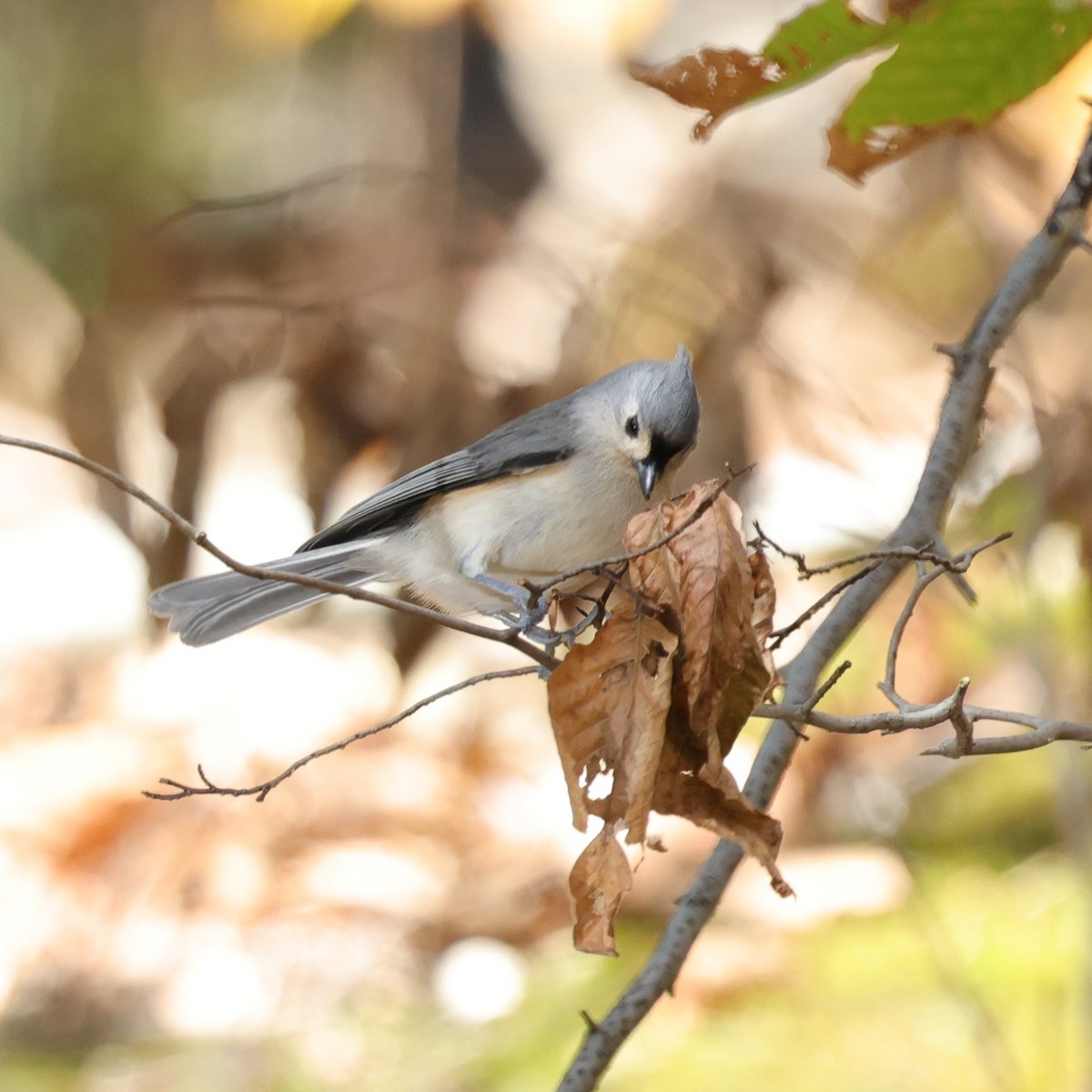 Tufted Titmouse - ML501373251