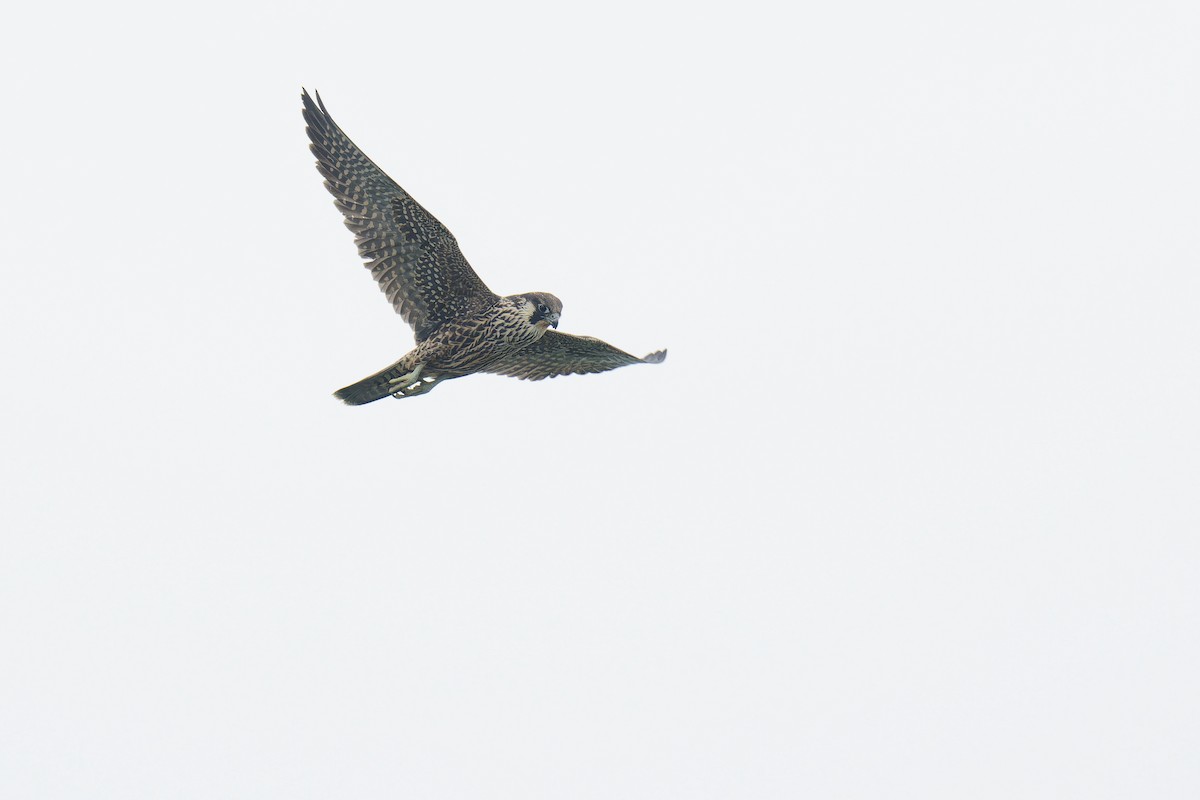 Peregrine Falcon - ML501373911