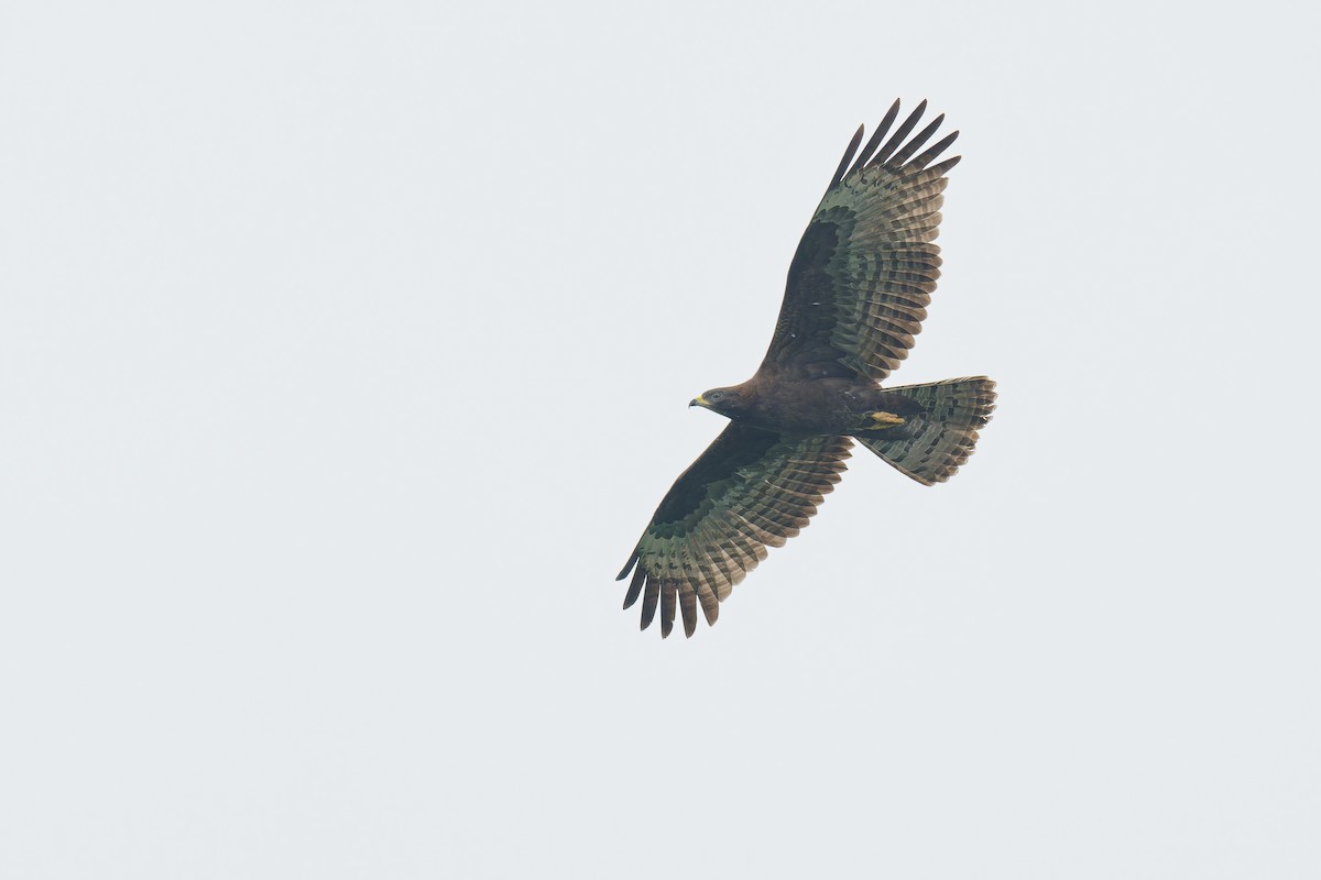 Oriental Honey-buzzard (Northern) - Vincent Wang