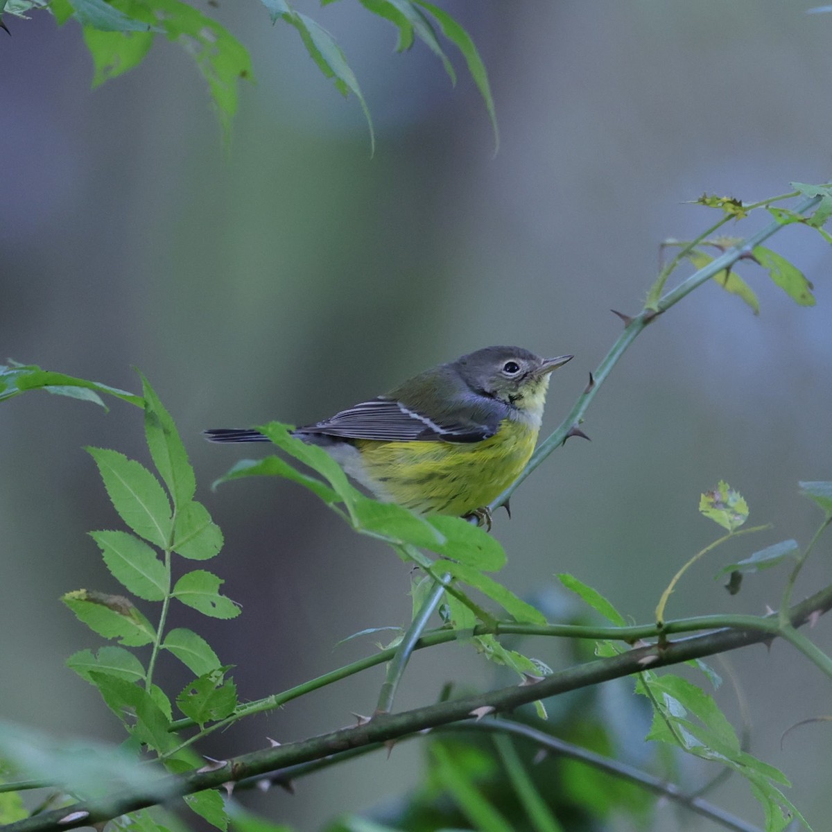 Magnolia Warbler - ML501374801