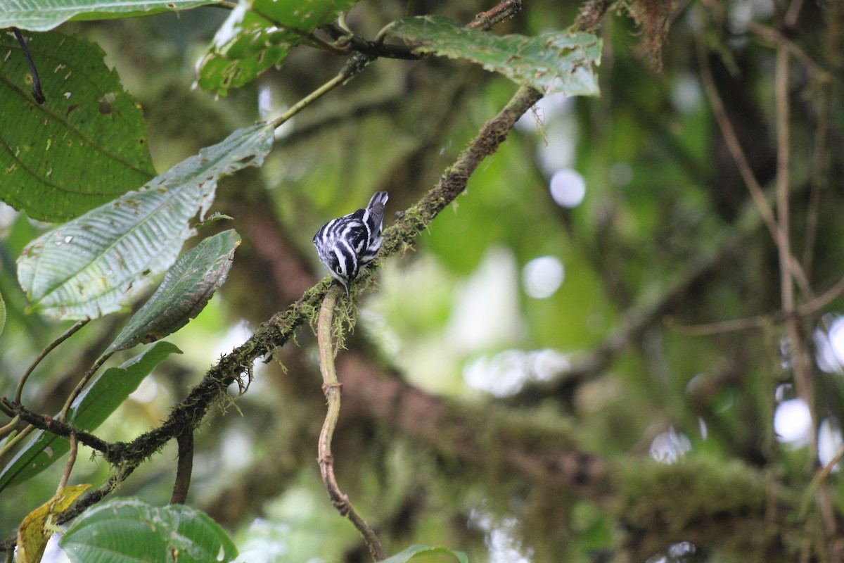 Black-and-white Warbler - ML501374991