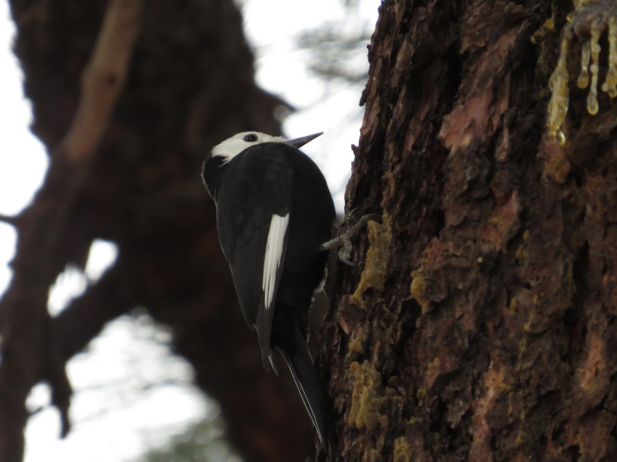 White-headed Woodpecker - ML501376241