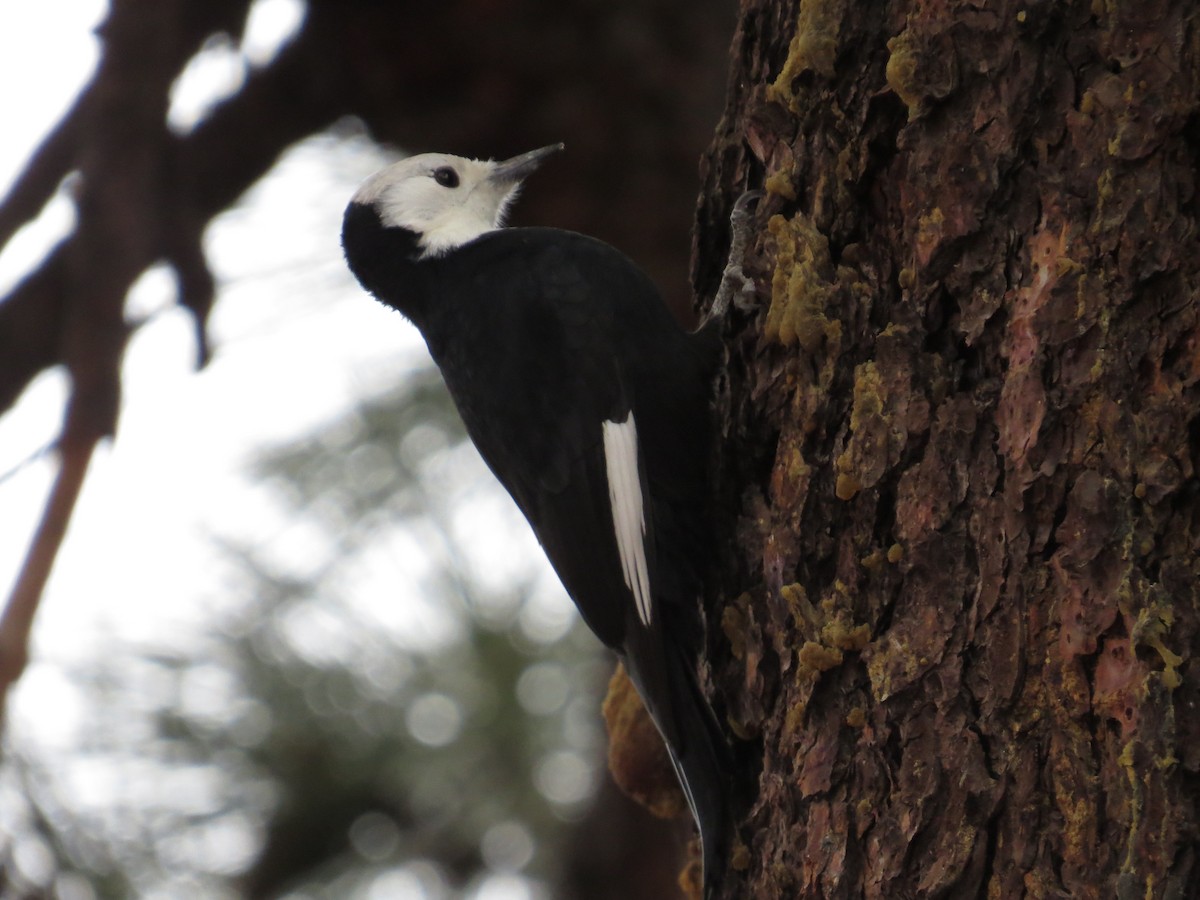 White-headed Woodpecker - ML501376251
