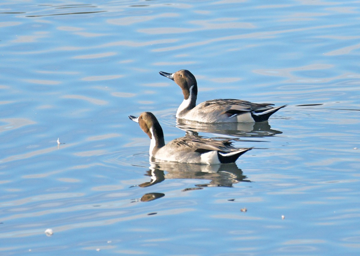 Northern Pintail - ML501377091