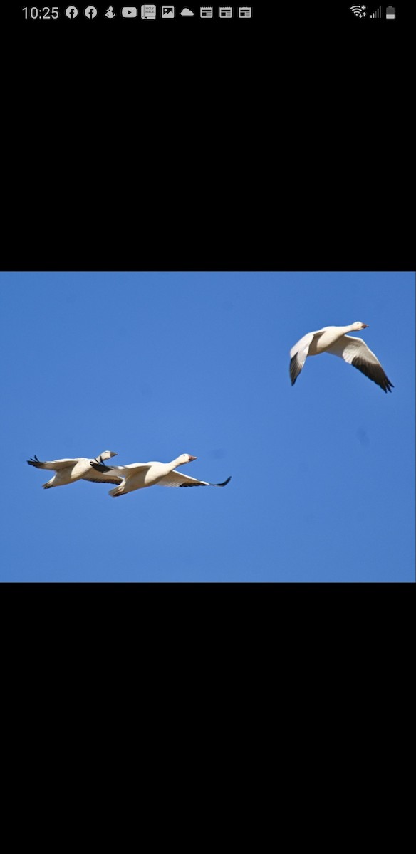 Snow Goose - ML501377261