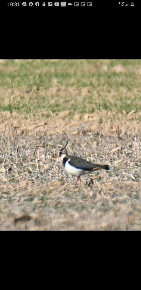 Northern Lapwing - ML501377321