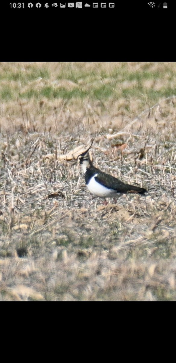 Northern Lapwing - ML501377331