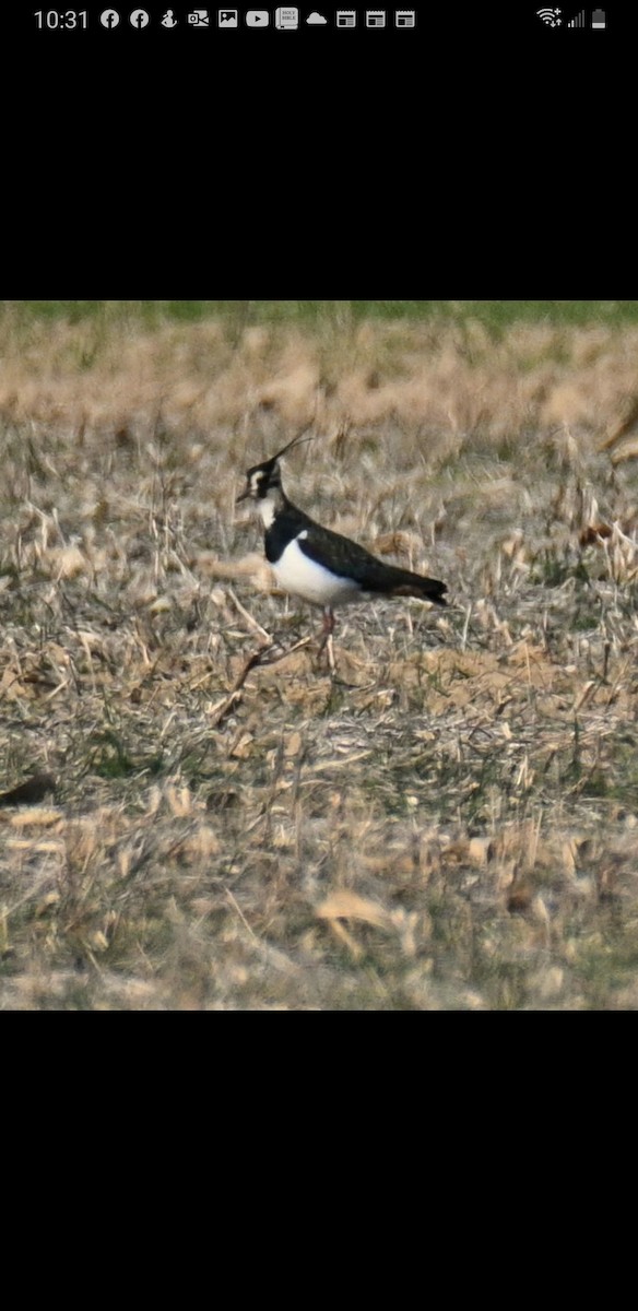 Northern Lapwing - ML501377341