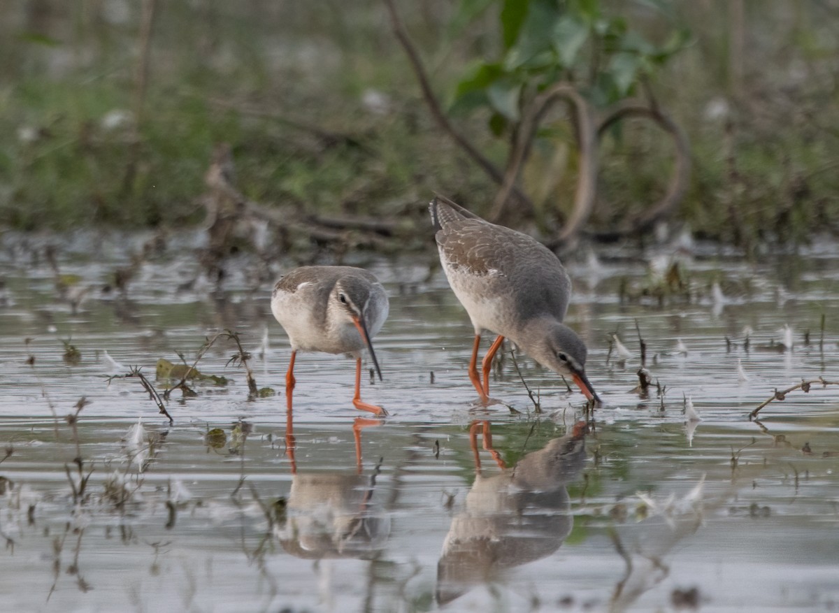 Spotted Redshank - ML501377431