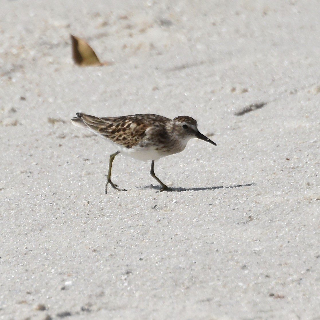 Least Sandpiper - Rosemary joganic