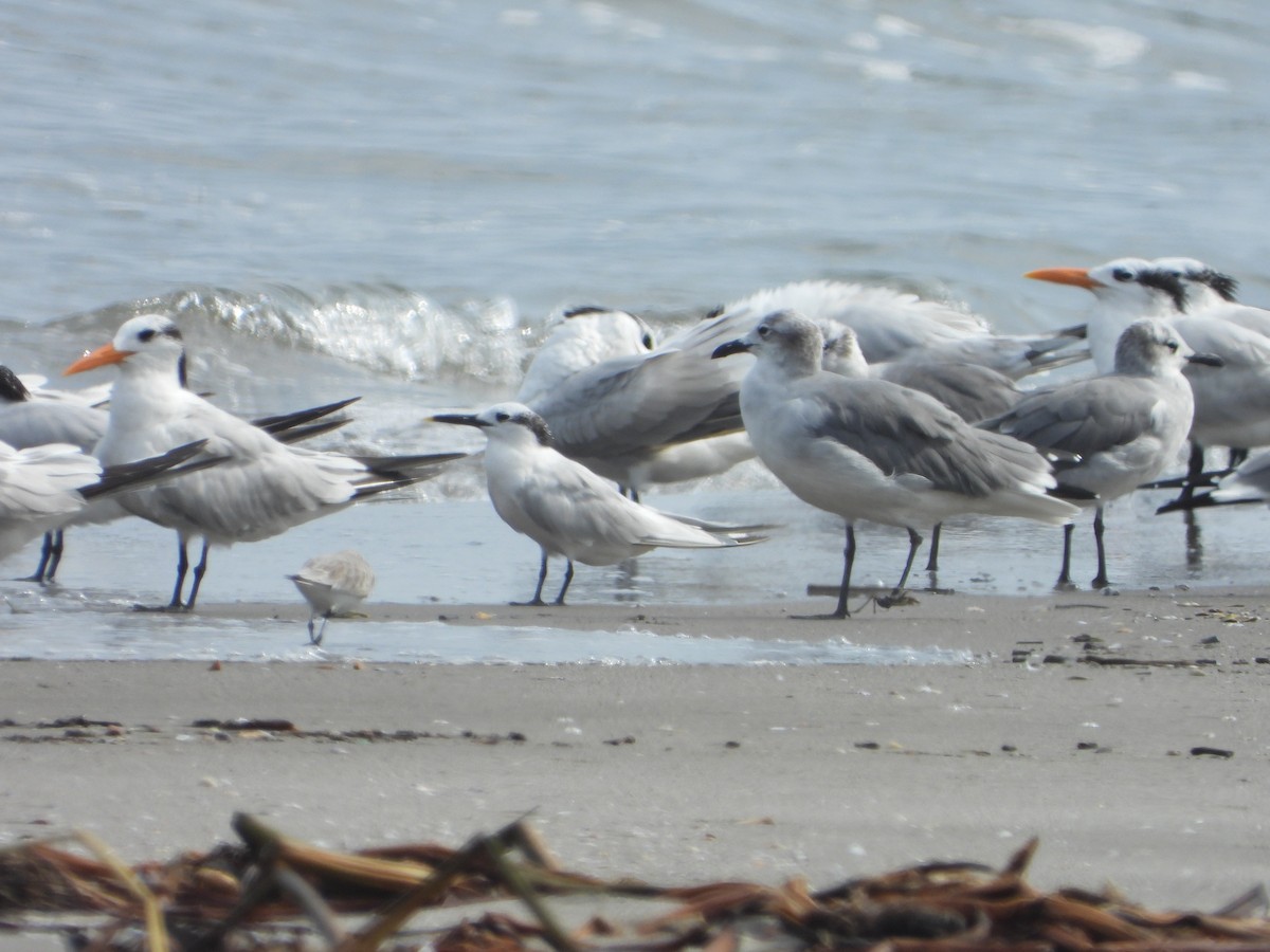 Sandwich Tern - Misael Bernal