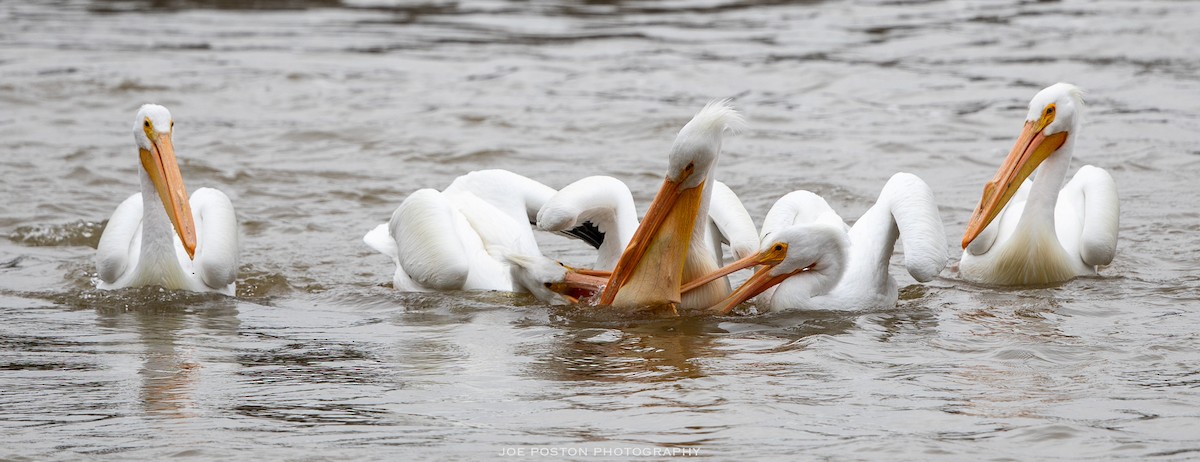 American White Pelican - Joe Poston