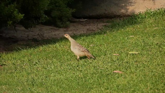 Gray Francolin - ML501381831