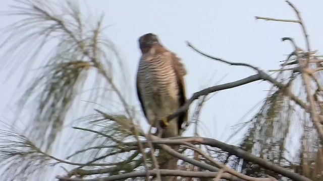 נץ הים הכספי - ML501382251