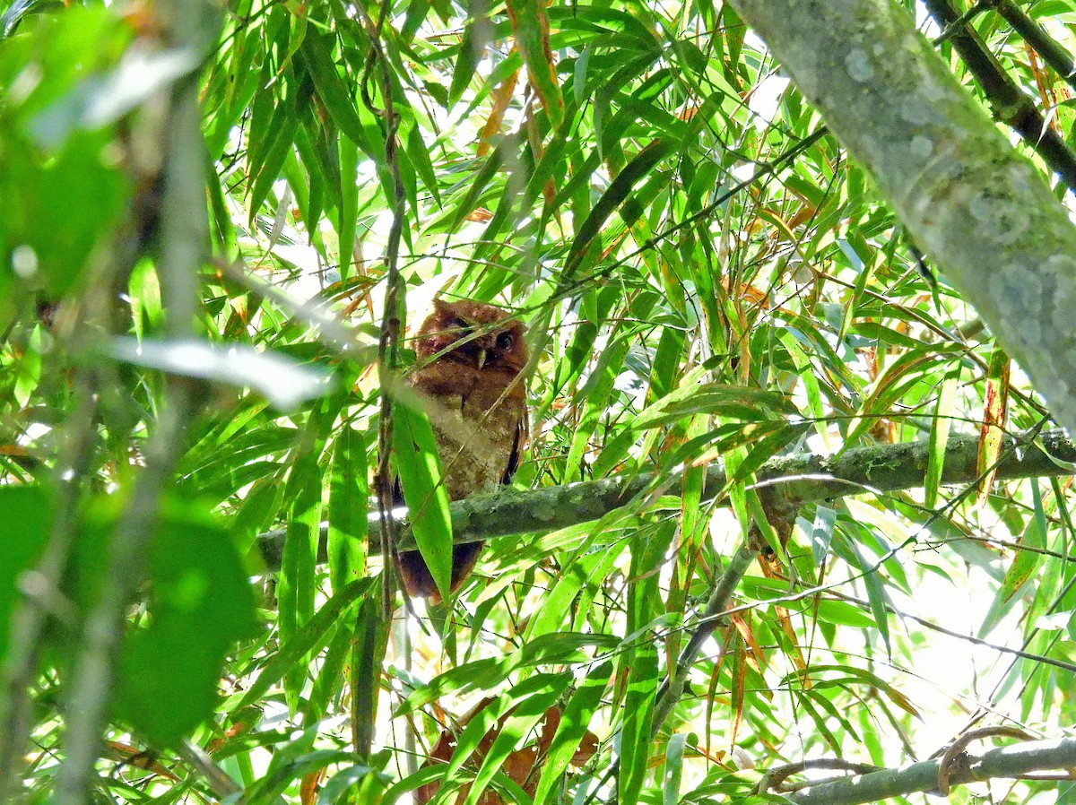 Foothill Screech-Owl - ML501382281