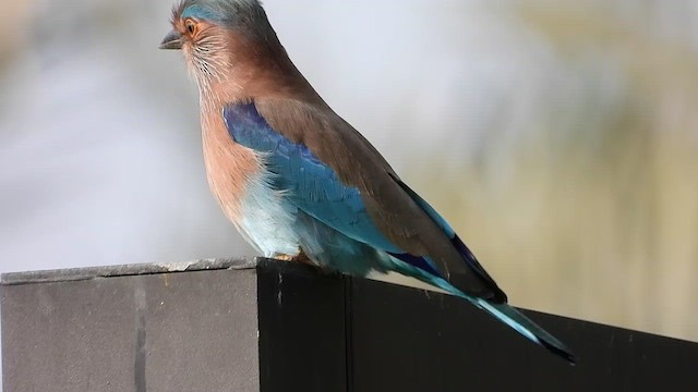 כחל הודי - ML501382341