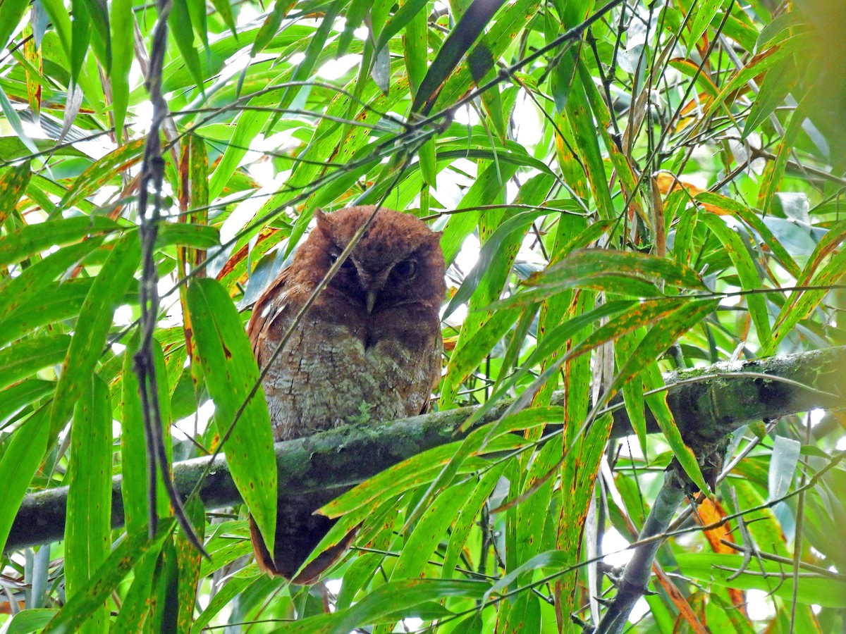 Foothill Screech-Owl - ML501382351