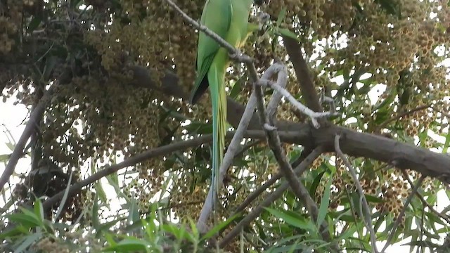 Rose-ringed Parakeet - ML501382361