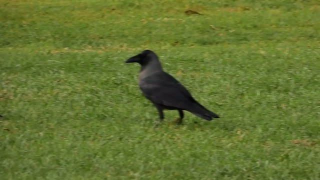 House Crow - ML501382441