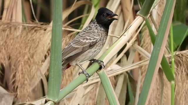 Bulbul à ventre rouge - ML501382541