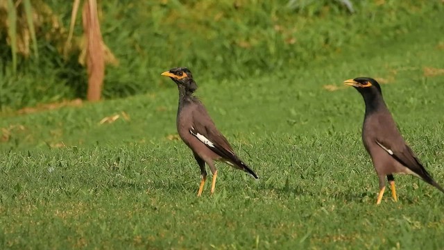 Common Myna - ML501382851