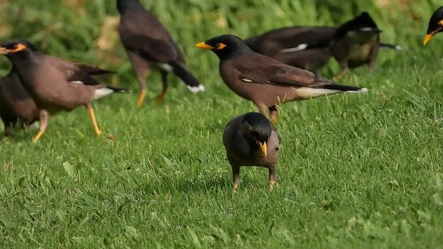 Common Myna - ML501382861