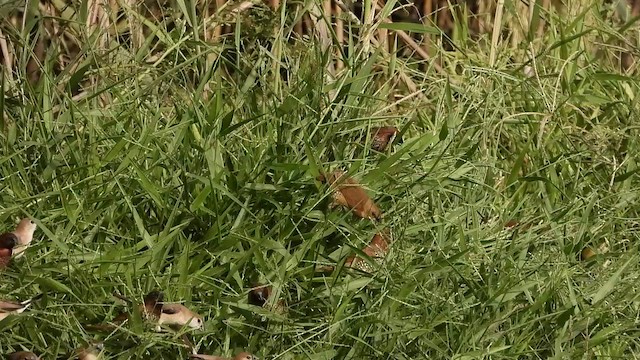 Scaly-breasted Munia - ML501383231