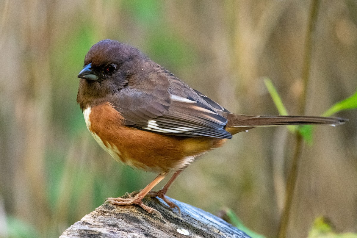 Eastern Towhee - ML501384351