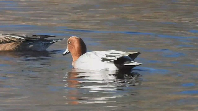 Eurasian Wigeon - ML501384531