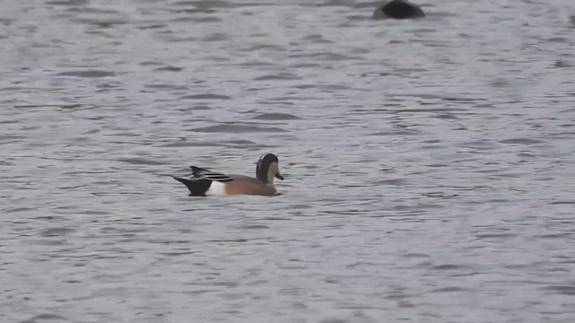 American Wigeon - ML501386091