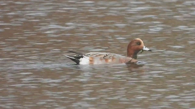 Eurasian Wigeon - ML501386701