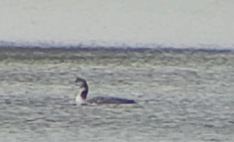 Common Loon - ML501387061