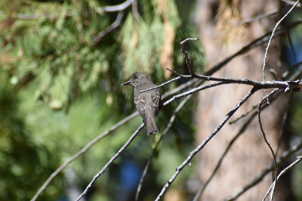 Western Wood-Pewee - ML501387131