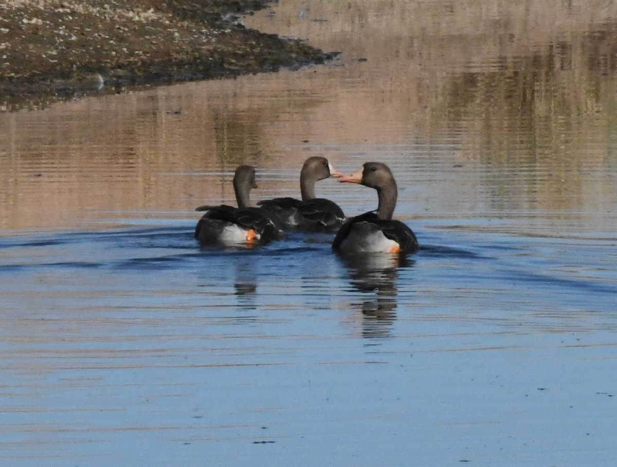 Greater White-fronted Goose - ML501387541