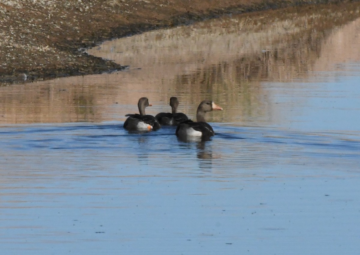 Greater White-fronted Goose - ML501387551