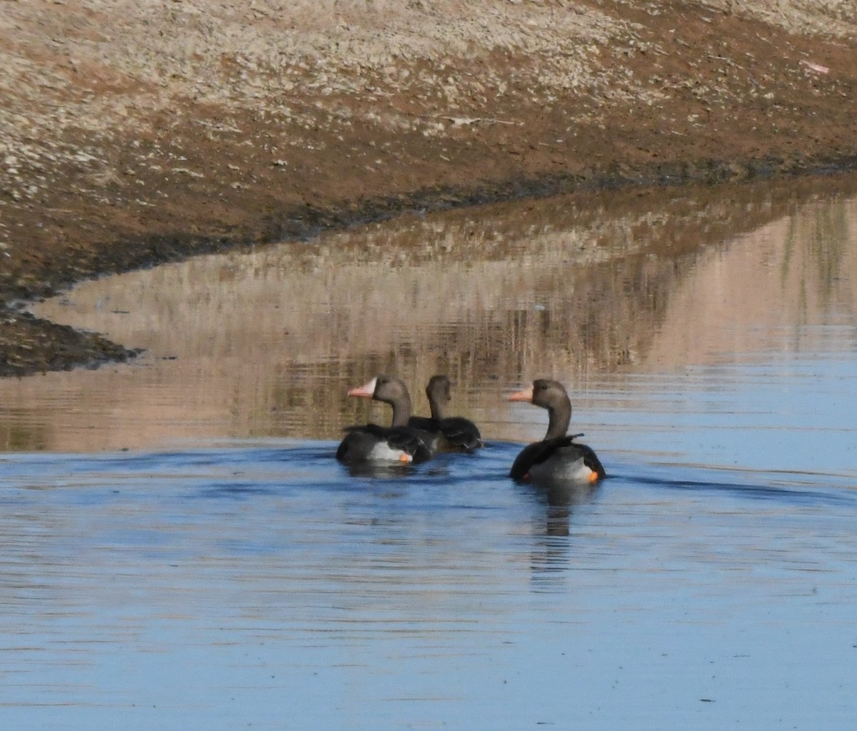 Greater White-fronted Goose - ML501387561