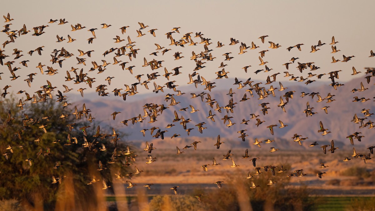 Green-winged Teal - Sean Crockett