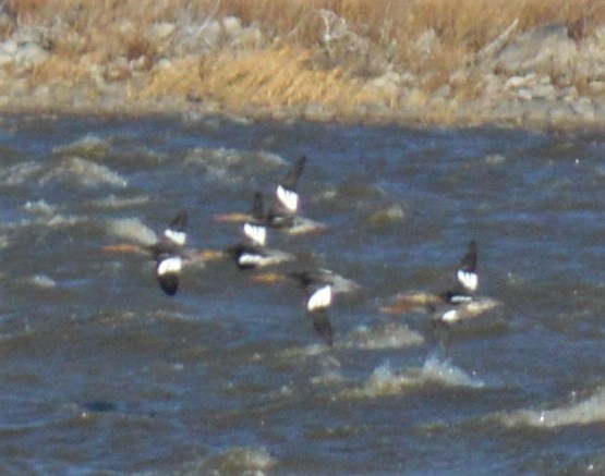 merganser sp. - ML501388751