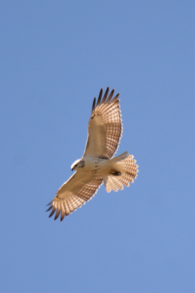 Red-tailed Hawk - ML501390481