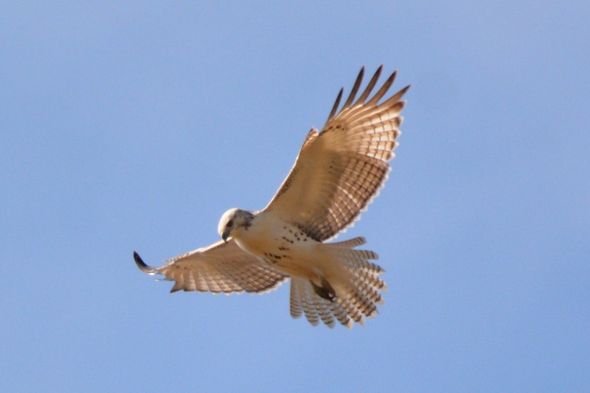 Red-tailed Hawk - ML501390491