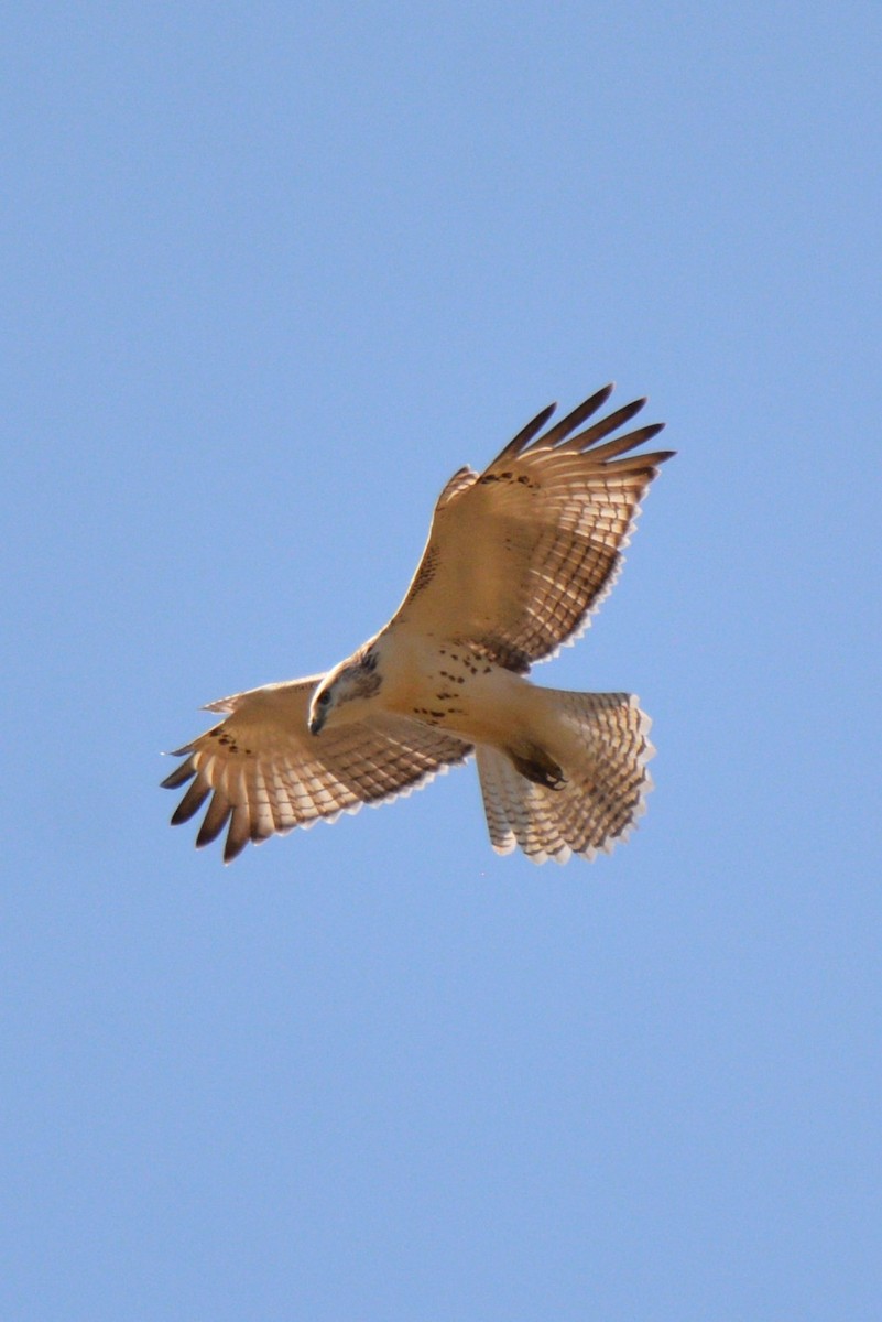 Red-tailed Hawk - ML501390501