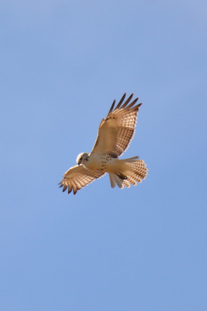 Red-tailed Hawk - ML501390511