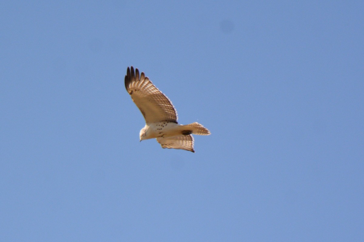 Red-tailed Hawk - ML501390521