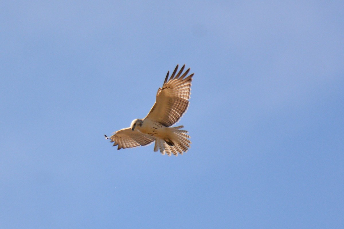Red-tailed Hawk - ML501390531